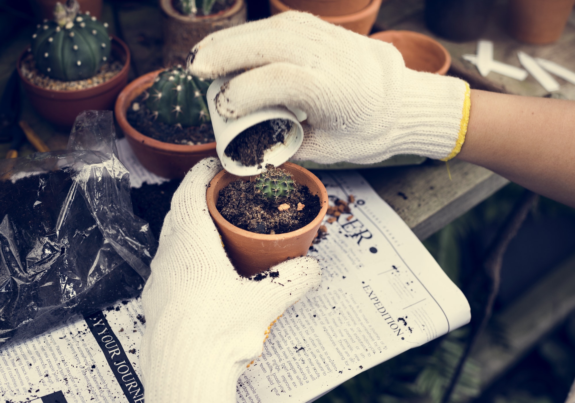 Woman gardening Woman gardening